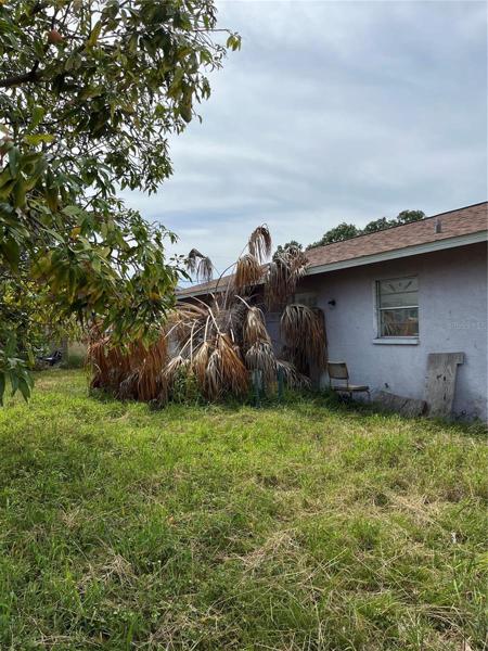 Backyard