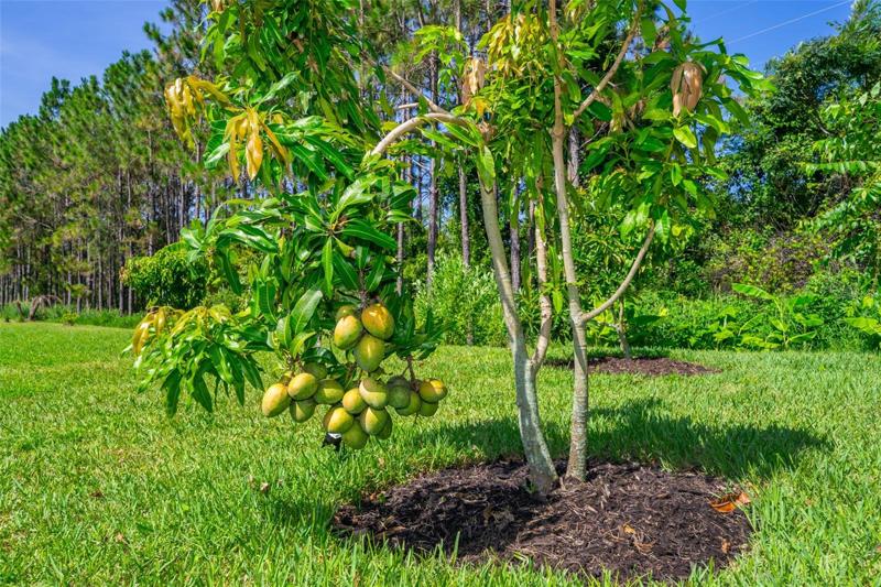 Mango Trees