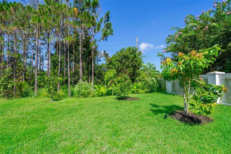 Mango,banana, lychee trees