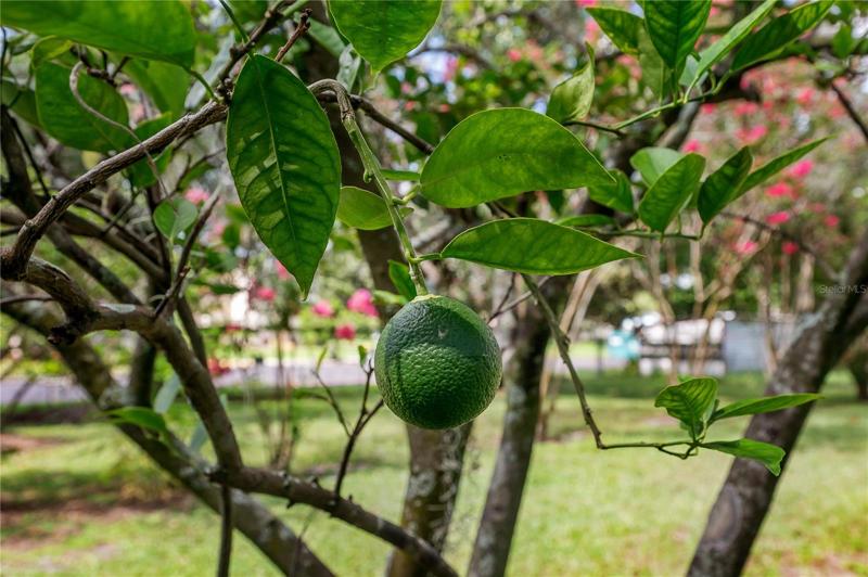 A lime tree!