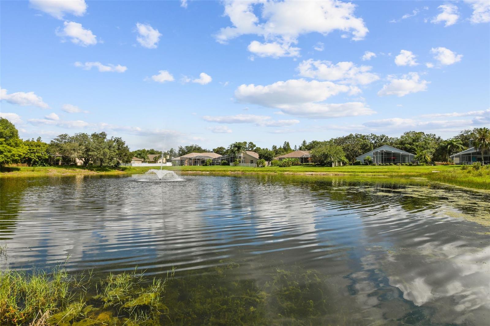 Pond