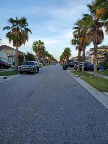Tropical palm tree lined street