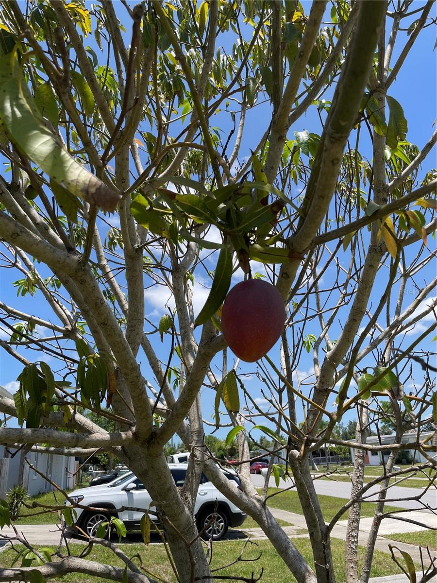 Mango trees