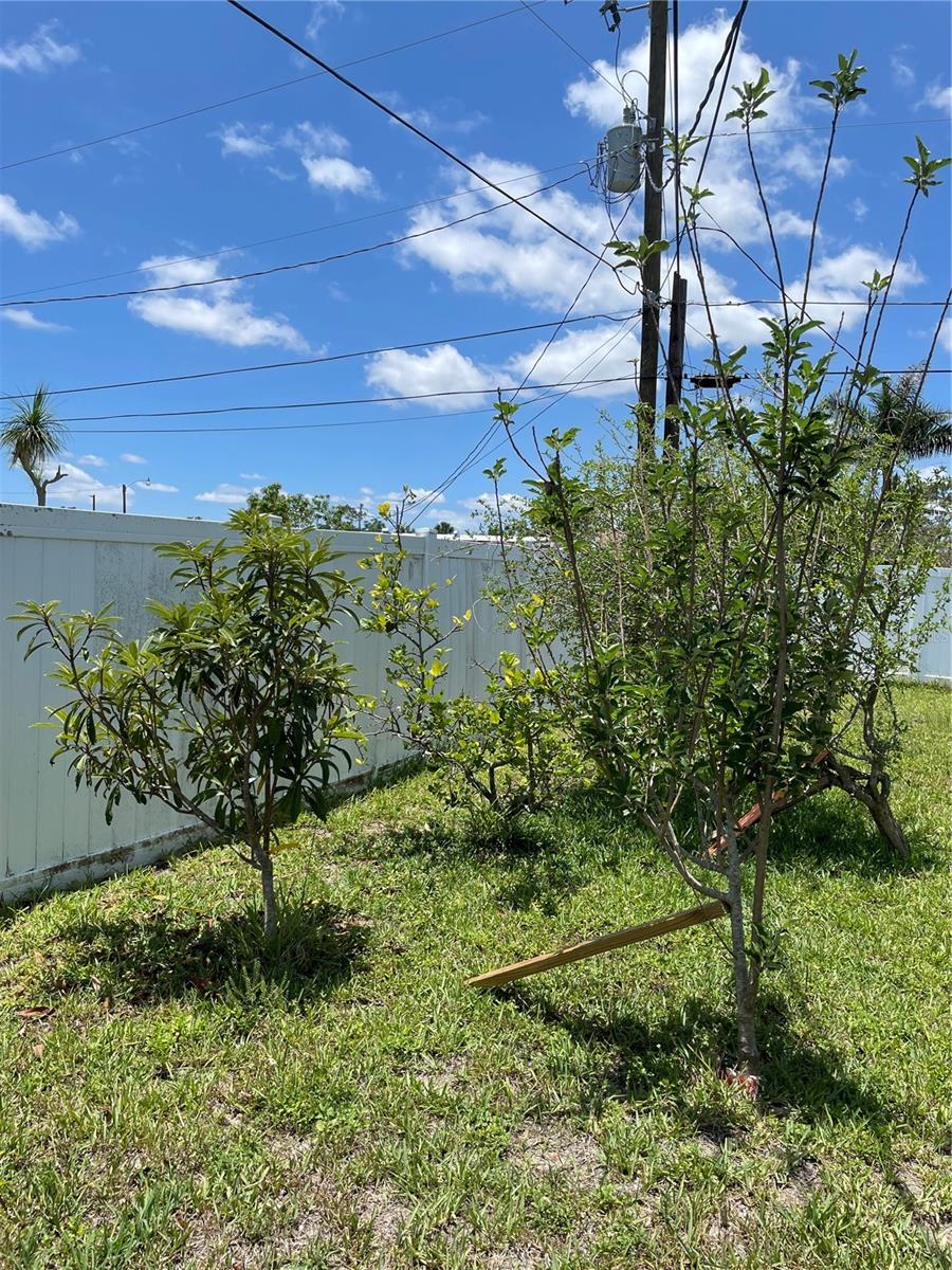 Back yard with several fruit trees