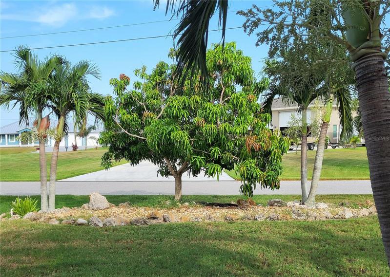 The large Loquat tree in the center produces edible fruit
