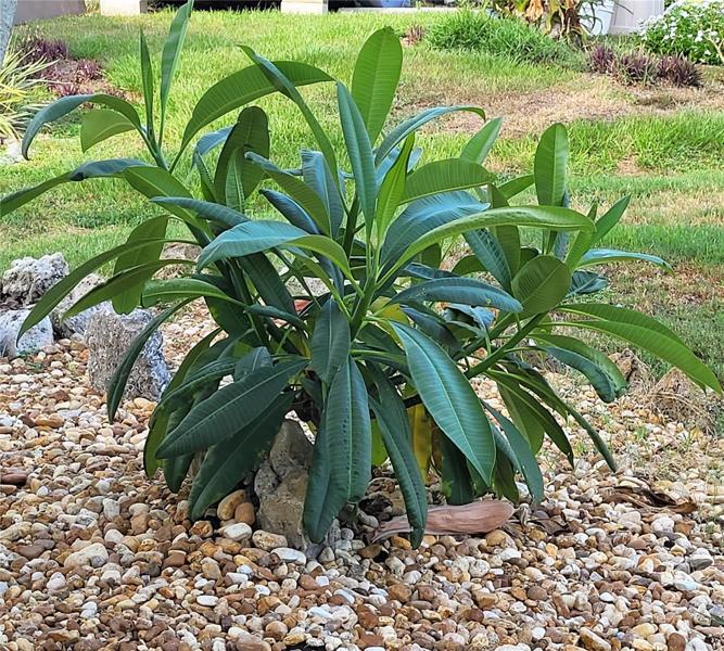 A healthy Plumeria adjacent to the front entrance. The beautiful, heavily-scented flowers are used in leis in Hawaii