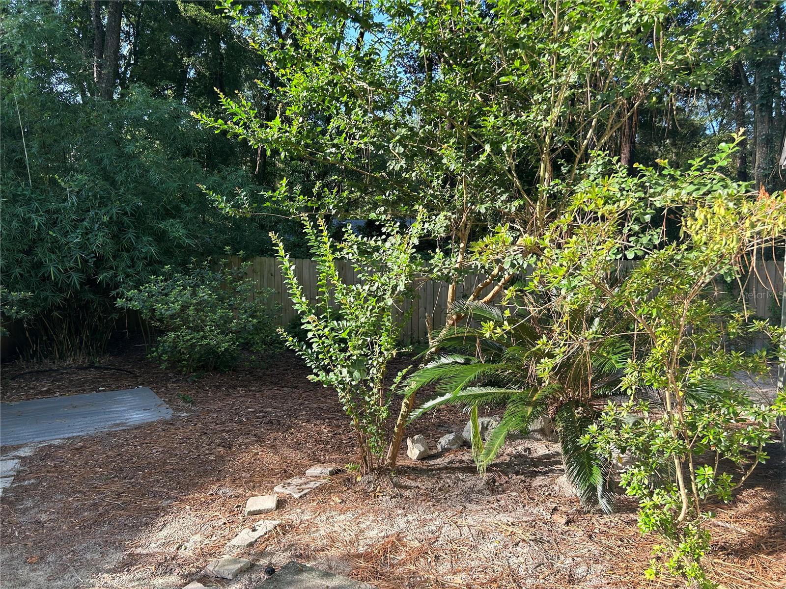 Backyard