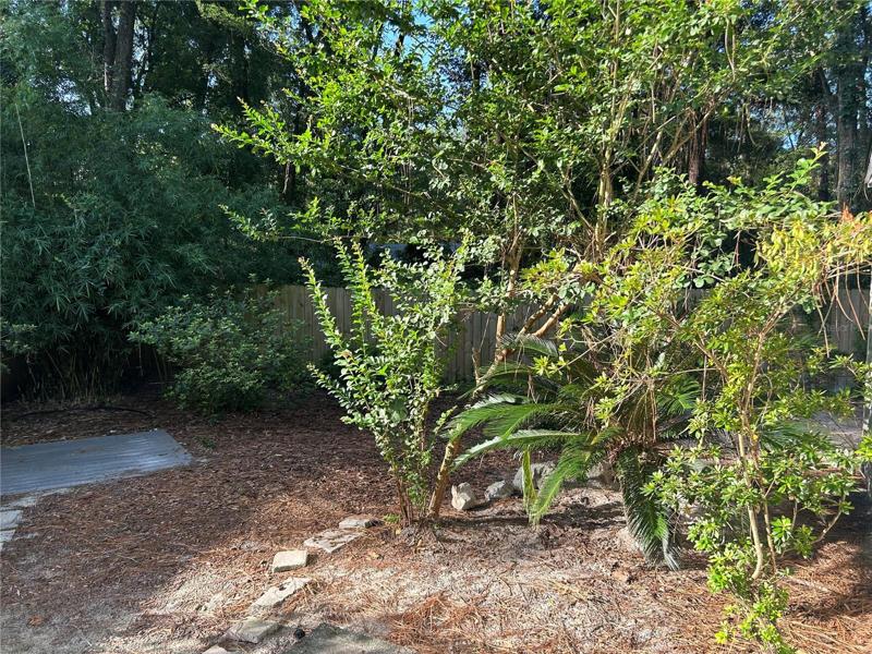 Backyard