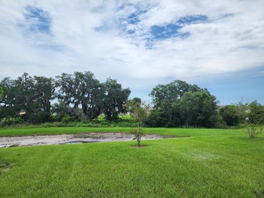 Back yard