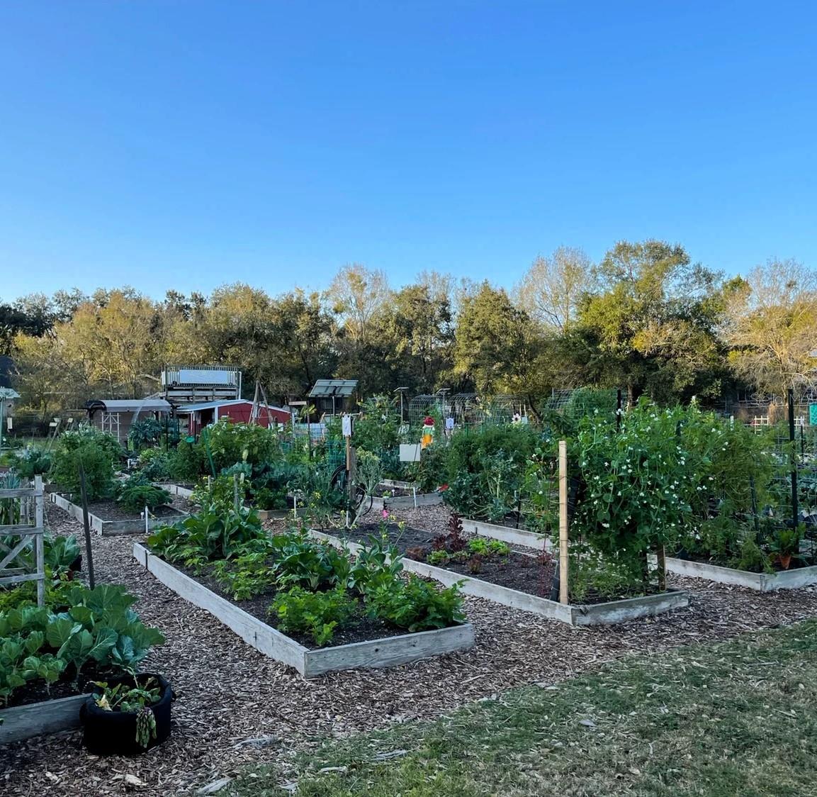Community garden... Hillsborough County's First Garden Park
