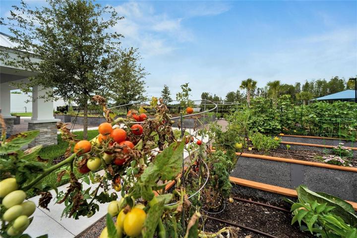 community vegetable garden