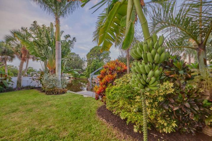 This lush back is so beautiful! Many varieties of palms, banana plants and plumerias. In case you didn't know, the plumeria is where the flowers come from for Hawaiian lays.