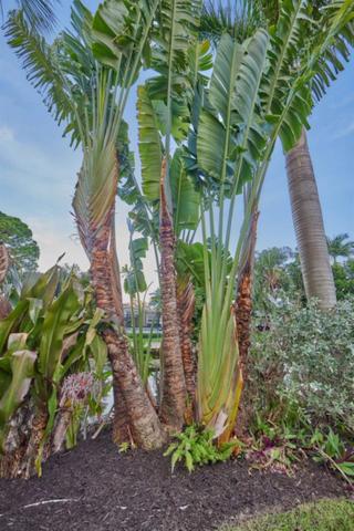 Beautiful grand Travelers Palm.