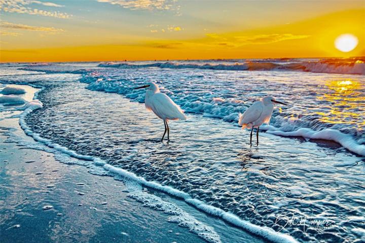Enjoy the Gulf