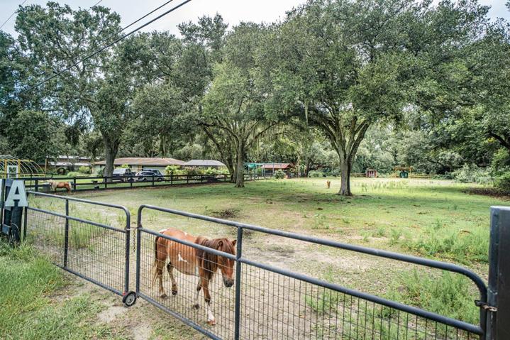 Primary farm animal pen with mini cow and mini horses