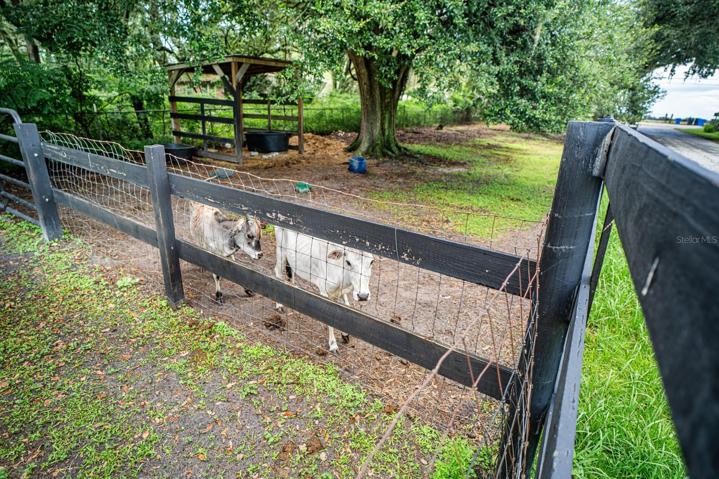Primary farm animal pen with mini cow and mini horses