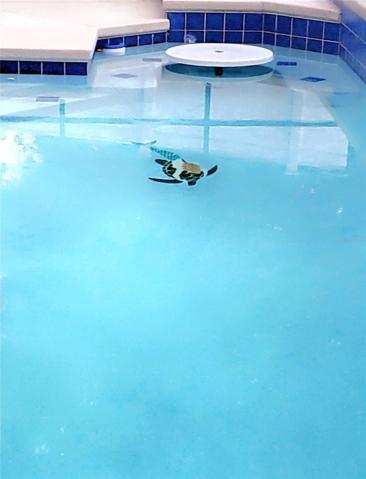 Seat and table pool feature