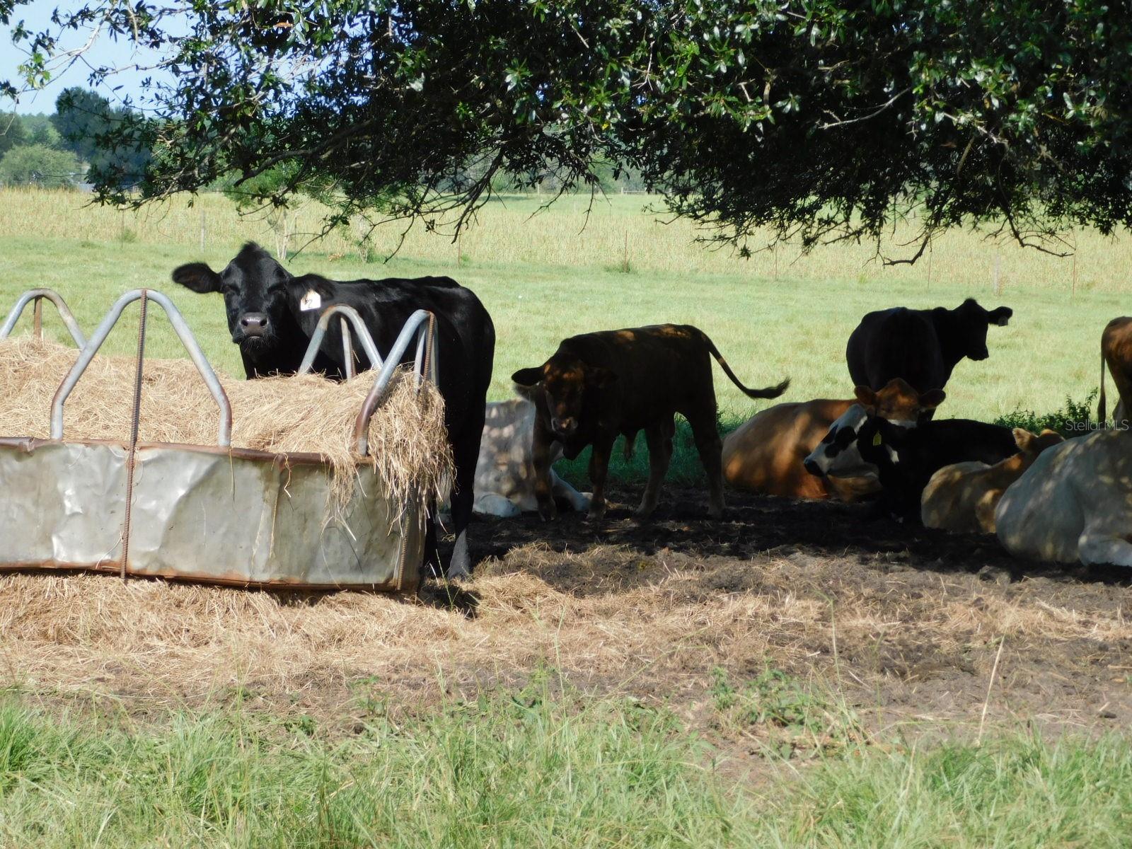 Well drained established pasture