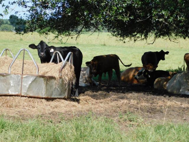 Well drained established pasture