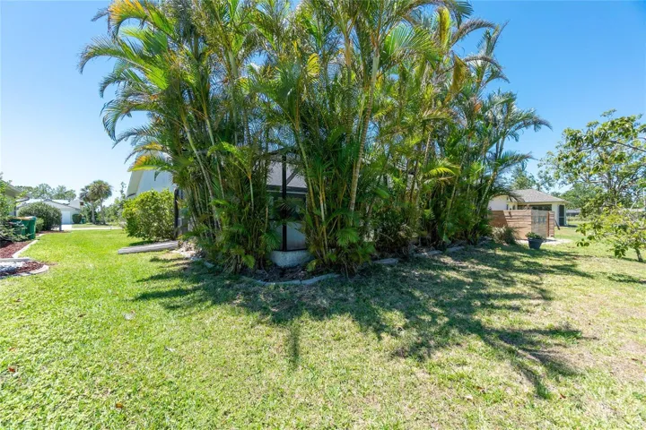 Bamboo trees for privacy