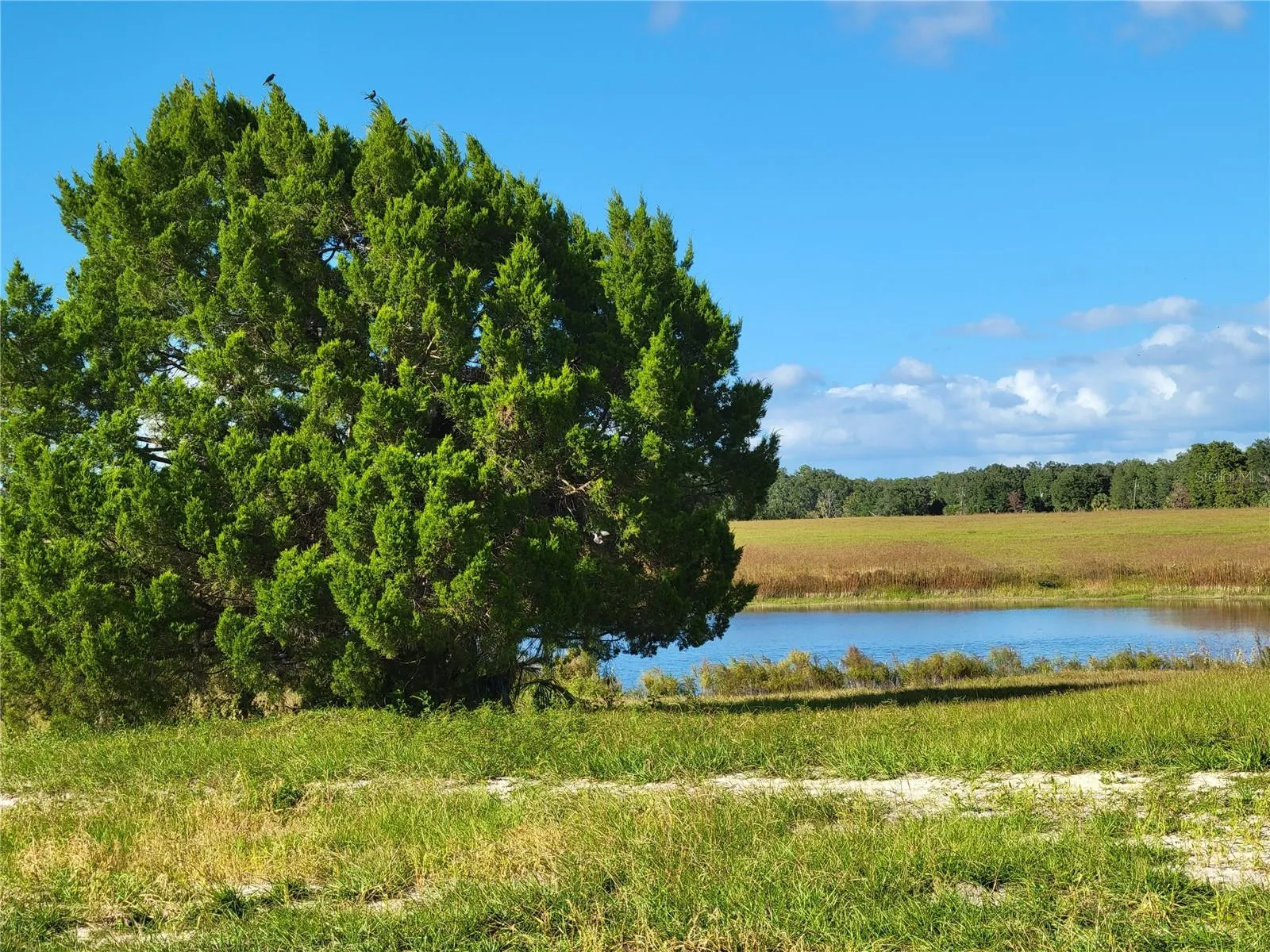 Ocklawaha, Florida 32179, 0 , 0 ,0,Land,For Sale,74TH LANE,0,OM662082