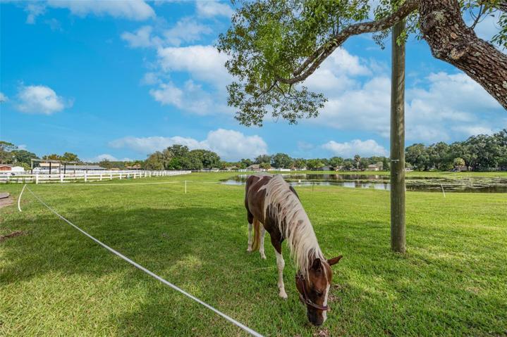 Plenty of places for your horse to graze.