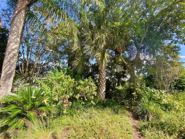 Dense Backyard