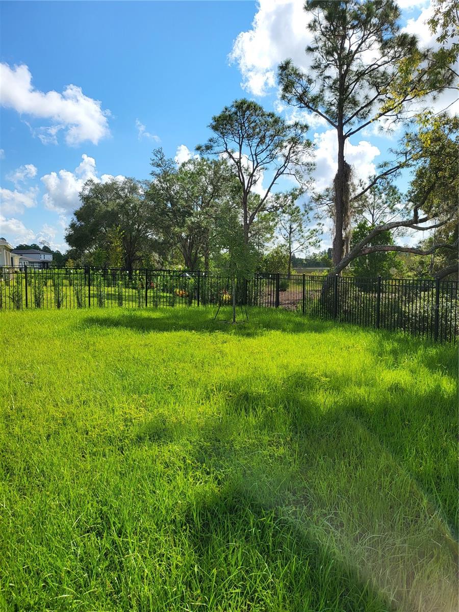 Back Yard
