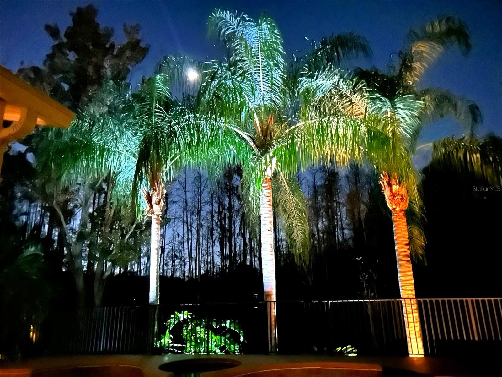 Palms Lit-up at Night
