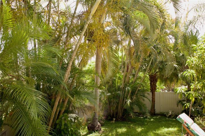 Your Backyard Tropical Escape