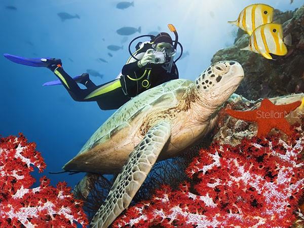 The area is a popular scuba destination