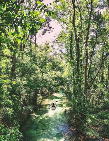 Explore the mangroves