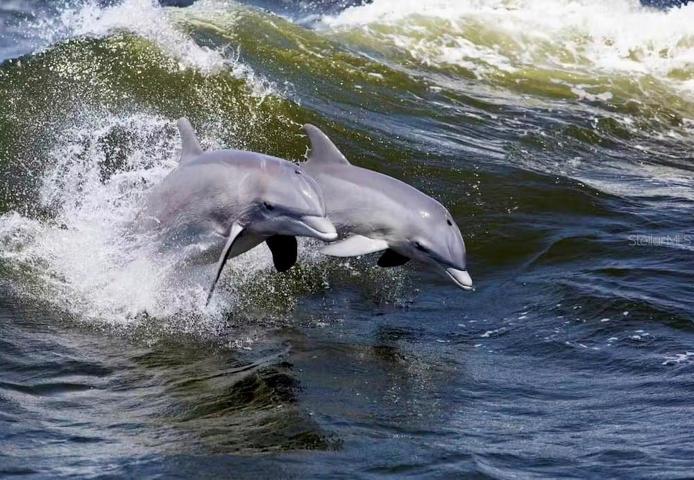 Swim in the wild with dolphins on Ft Myers within an hour from property