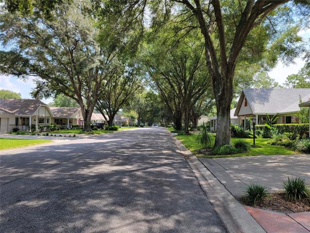 Beautiful Tree lined Streets