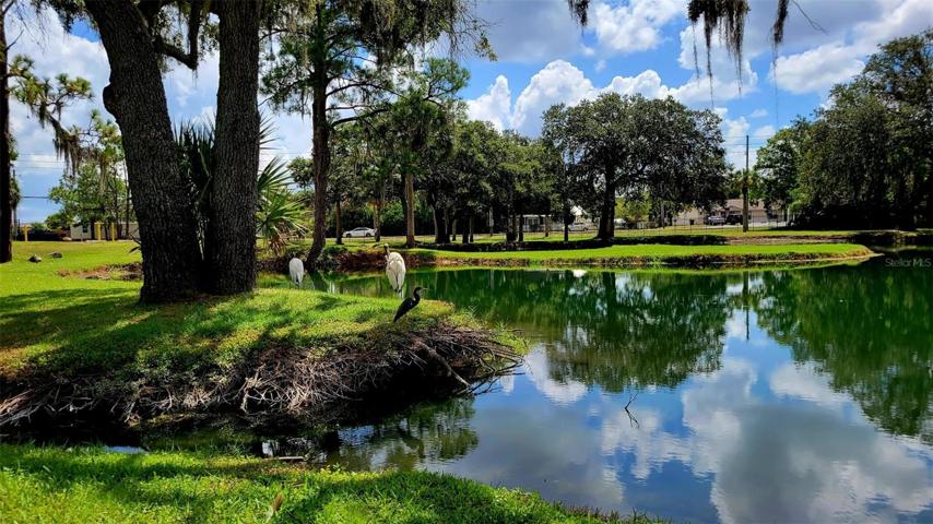 Enjoy the tropical birds around the pond.