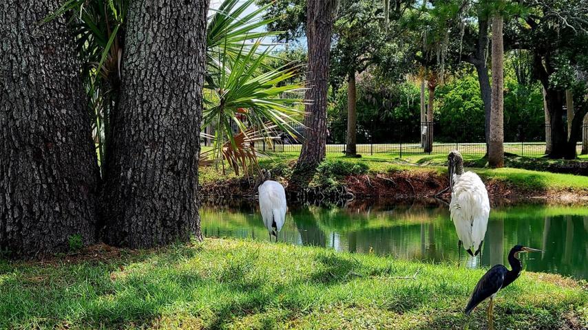 Tropical birds.