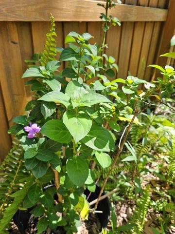 Philippine Violets