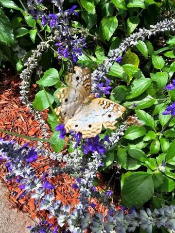 Butterflies love Blue Salvia