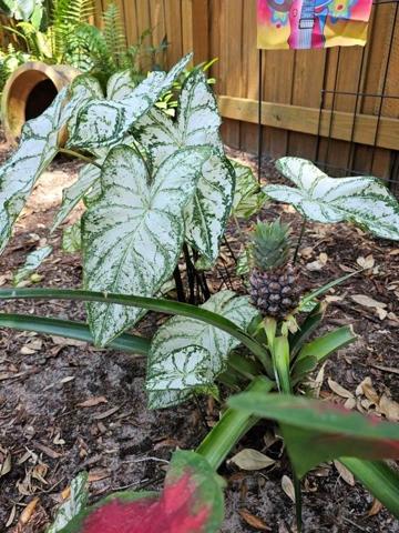 Caladiums and Pineapple