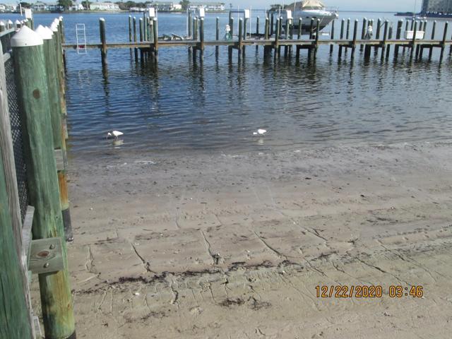 Water birds in dock area.