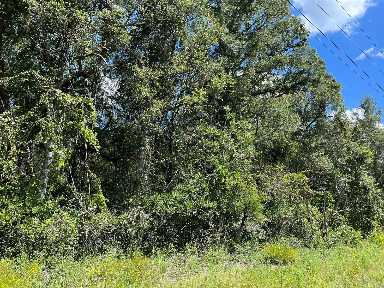 Chiefland, Florida 32626, 0 , 0 ,0,Land,For Sale,US 19,0,W7857678