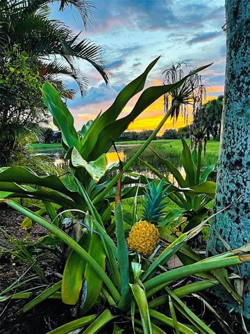 Pineapple