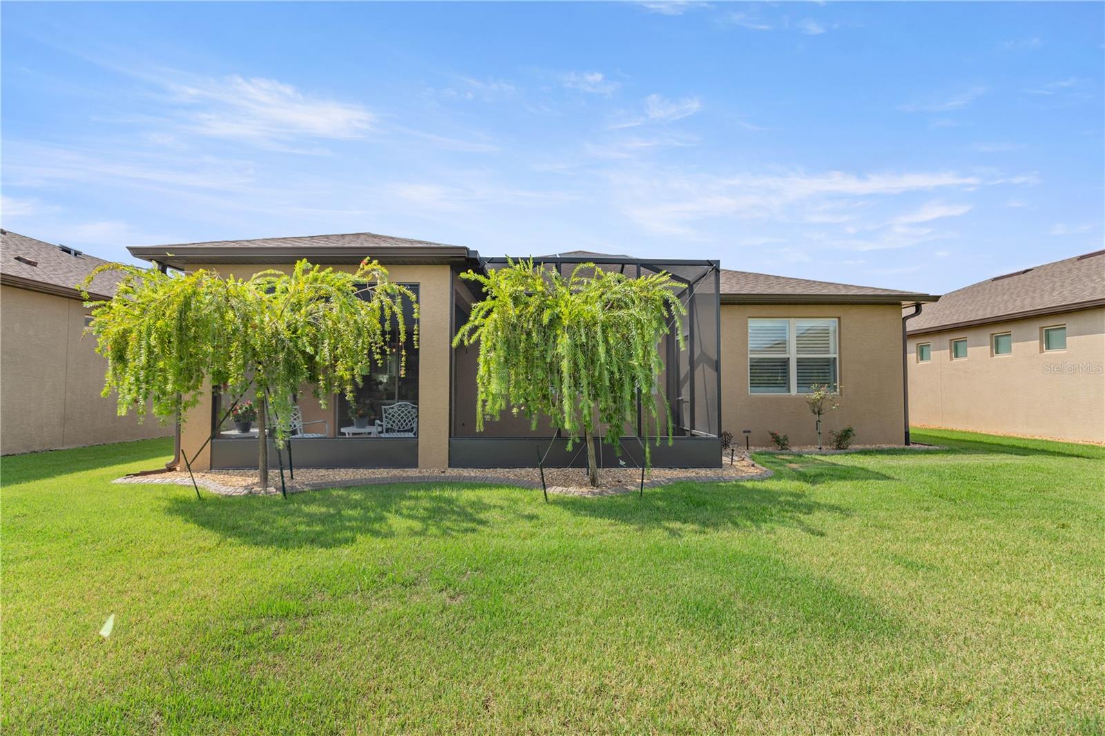 Weeping bottlebrush trees for privacy