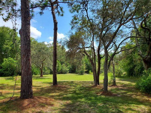 Back yard