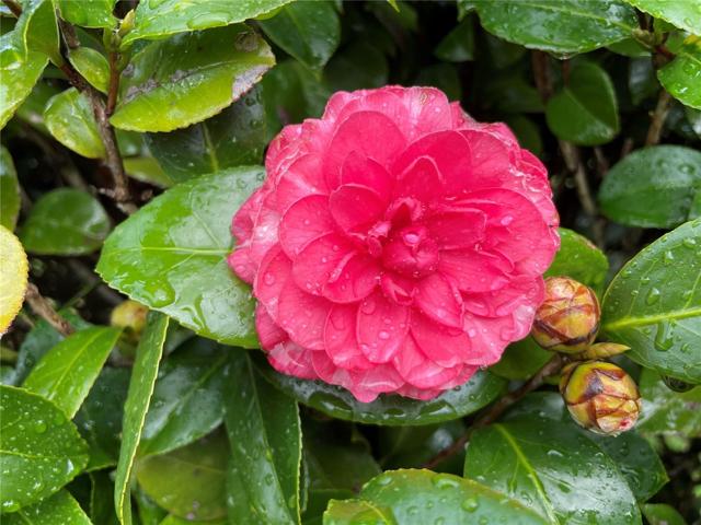Flowers on Property