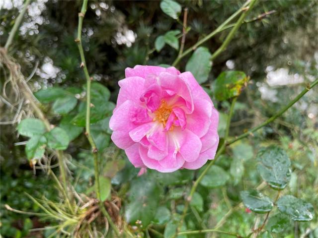 Flowers on Property