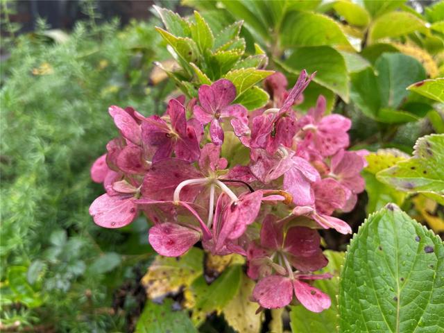 Flowers on Property