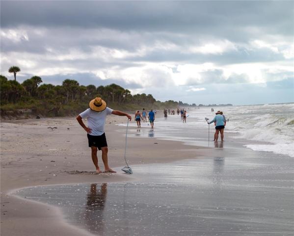 Shark tooth hunting