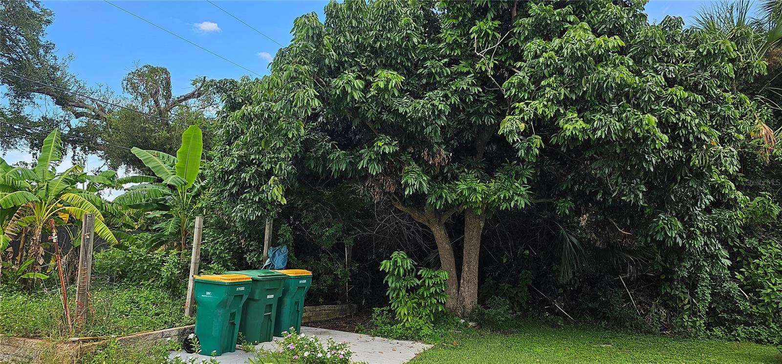 Longan Fruit Tree