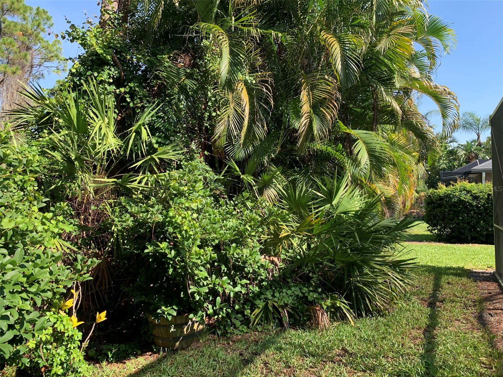 Backyard foliage